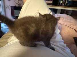 Kitten