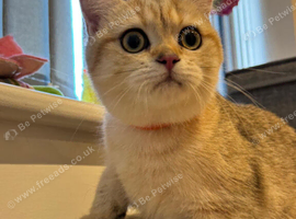 Must view Inteligent Golden British Short hair kitten Girl