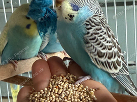 5 Young Semi-Tame Budgies
