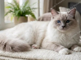 Ragdoll famale