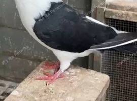 Afghan pigeons