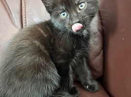 4 beautiful Kittens
