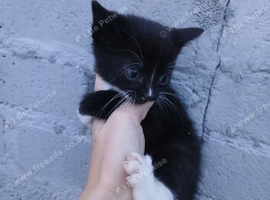 Kittens