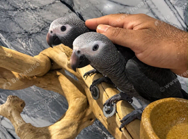 Stunning Baby HandReared Super Tame Cuddly Timneh African Grey Parrot,29