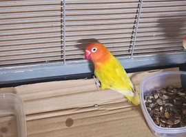 Love bird