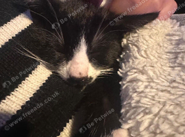 Kitten