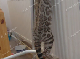 Beautiful Rosetted bengal kittens