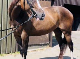 15.1hh beautiful 4yo filly