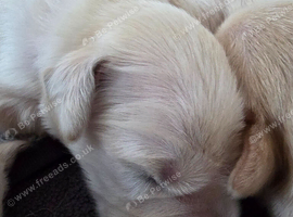 Golden retriever pups  only  3 males available  absolutely stunning litter