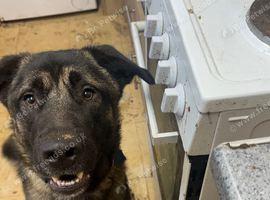 1 year old caucasian Shepherd x Belgian malinois