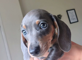 Blue tan boy