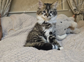 Gorgeous fluffy boy