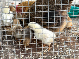 Bantam hen and chicks