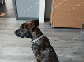4 month old Belgium shepherd cross