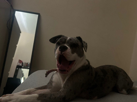 grey Merle bulldog girl
