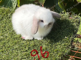 Pure bred mini lops .5 girls 3 boys .