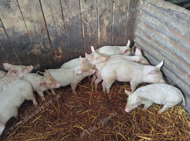 6 Weaners