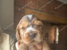 Stunning Show Type Cocker Spaniel Puppies