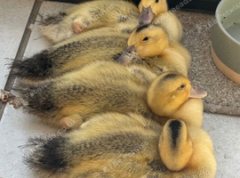 Beautiful Miniature Silver Appleyard ducklings