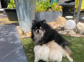 Stunning pomeranians for sell Dad champion in UK