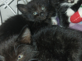Long haird short haird kittens