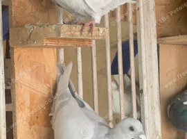 Milky racer racing homing young pigeons