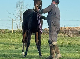 Anglo Arab filly.