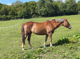 15.2 mare 7yo
