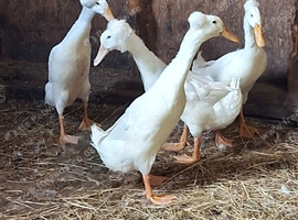 2 Beautiful white crested runner ducks.