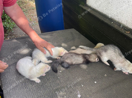 Ferrets mixed for sale