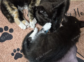 Free beautiful kittens looking for new home