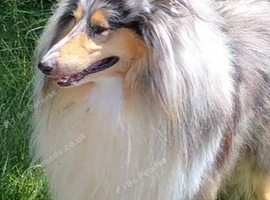 Rough collie dog