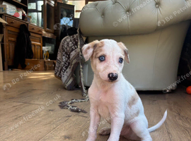 Saluki greyhound x saluki collie greyhound pups