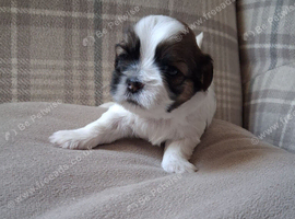 Shihtzu puppies