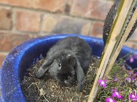 Mini lop babies for sale