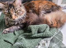 Mainecoons for sale