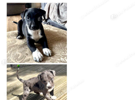 Border Collie long coat X Dalmatian