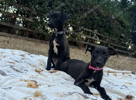 Whippet puppys