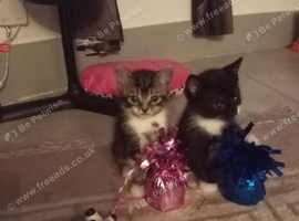 Kittens