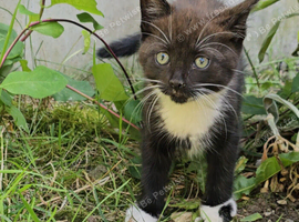 Kittens looking for a loving home