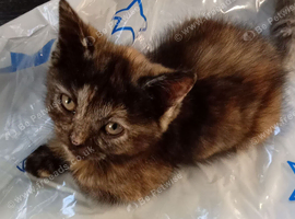 Maine coon x Ragdoll kittens ready to leave now!