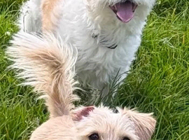 Shorkie 5 year old and Dachshund x Jack 2 year old