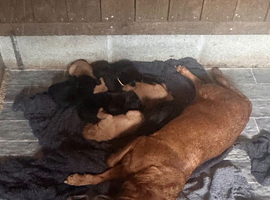 Labrador Pups ready to go beginning of July