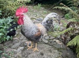 Hatching hen eggs
