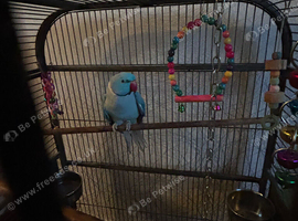 Tiny Tim blue ringneck