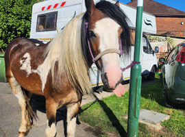 Irish cob