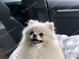 Kc Korean girl Pomeranian