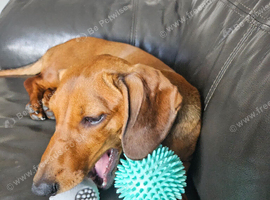 Female dachshund