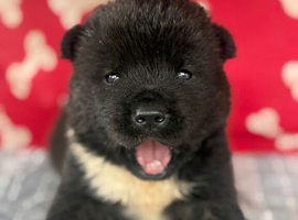 Quality KC registered American Akita Puppies