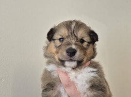 SHELTIE PUPS READY JULY 22ND